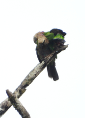 Deroptyus accipitrinus