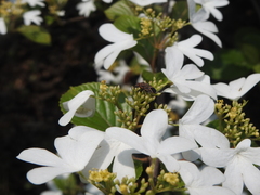 Graptostethus servus