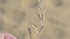Festuca ammobia