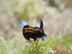 Roboastra gracilis