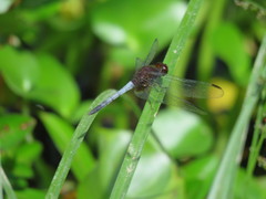 Erythrodiplax abjecta