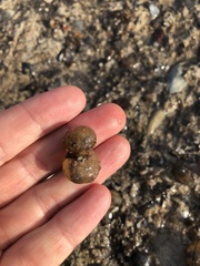 Molgulidae