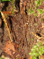 Anolis chrysolepis