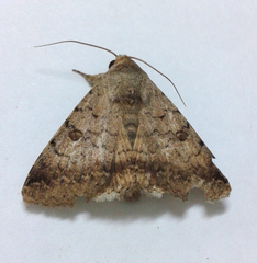 Pandesma