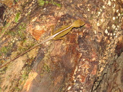 Anolis chrysolepis