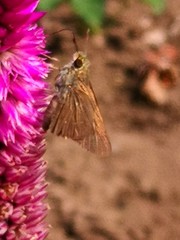 Pelopidas mathias