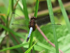 Erythrodiplax abjecta