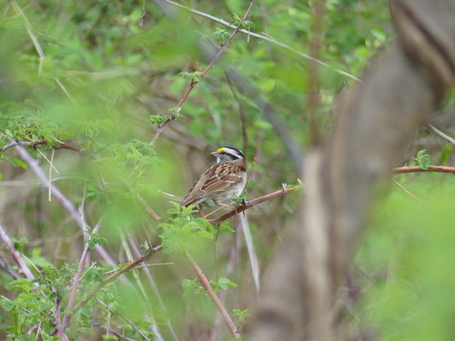 White-throated Sparrow photographed in West Virginia