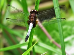 Erythrodiplax abjecta