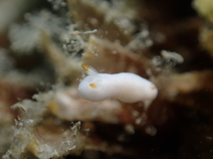 Verconia simplex