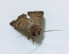 Pandesma