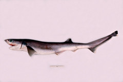 Heptranchias perlo