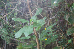 Acrisione denticulata