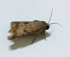 Pandesma