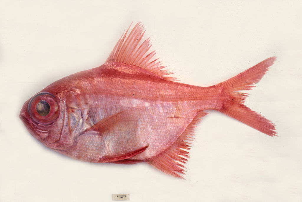 Alfonsino (Beryx decadactylus) — Berycidae