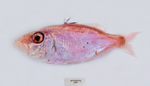 Parazen (Parazen pacificus) — Parazenidae — 4