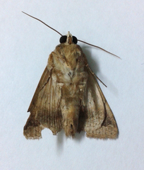 Pandesma
