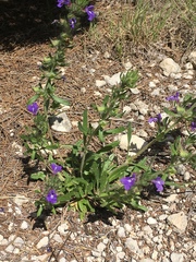 Scutellaria drummondii