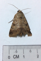 Pandesma