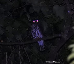 Ninox japonica