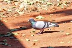 Columba livia domestica