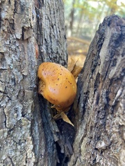 Fungi