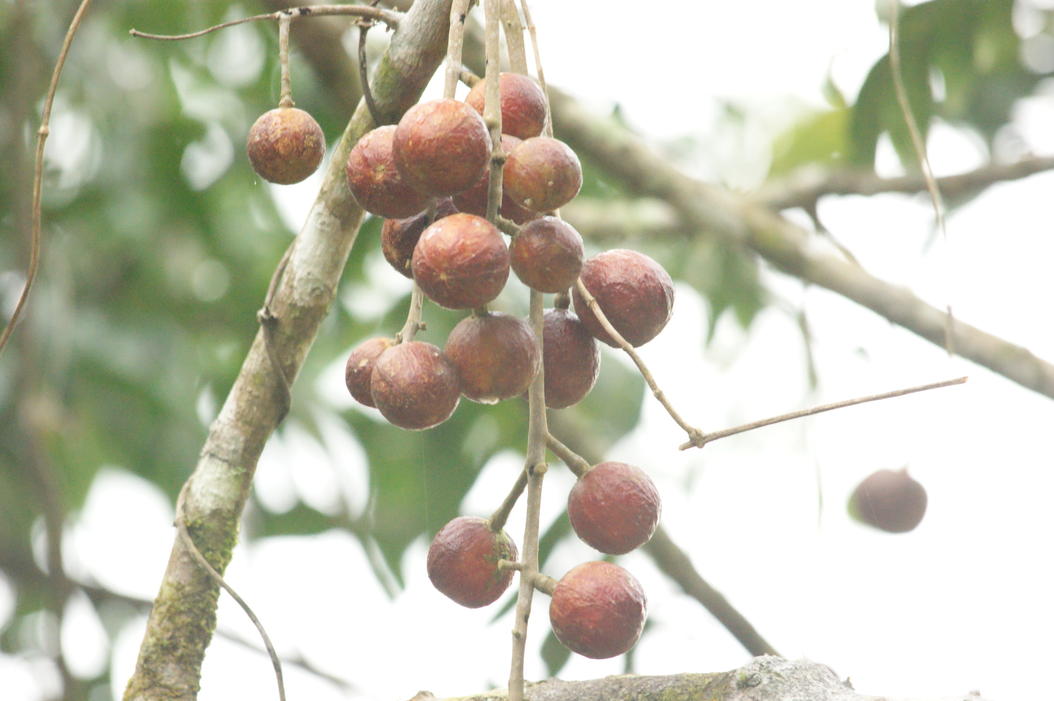 Cabralea canjerana