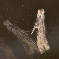 Bucculatrix anaticula