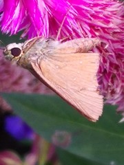 Pelopidas mathias