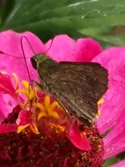Pelopidas mathias