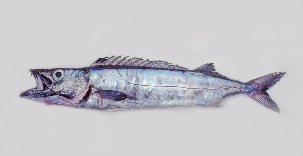 Silver Gemfish