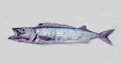 Rexea solandri