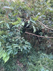 Castanopsis formosana