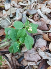 Impatiens parviflora
