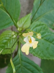 Impatiens parviflora
