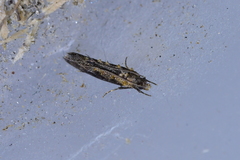 Trithamnora certella