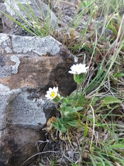 Perezia multiflora sonchifolia