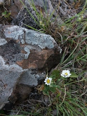 Perezia multiflora sonchifolia