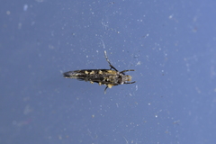Trithamnora certella