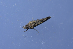 Trithamnora certella