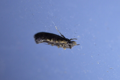 Trithamnora certella