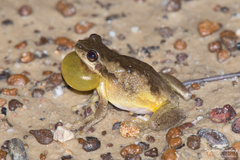 Litoria quiritatus