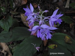 Calanthe masuca