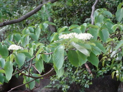 Cornus controversa