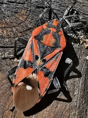 Spilostethus pandurus