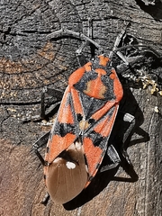 Spilostethus pandurus