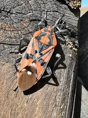 Spilostethus pandurus