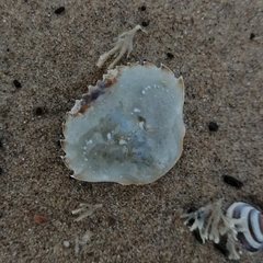 Liocarcinus holsatus