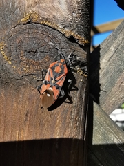 Spilostethus pandurus
