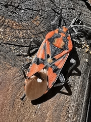 Spilostethus pandurus